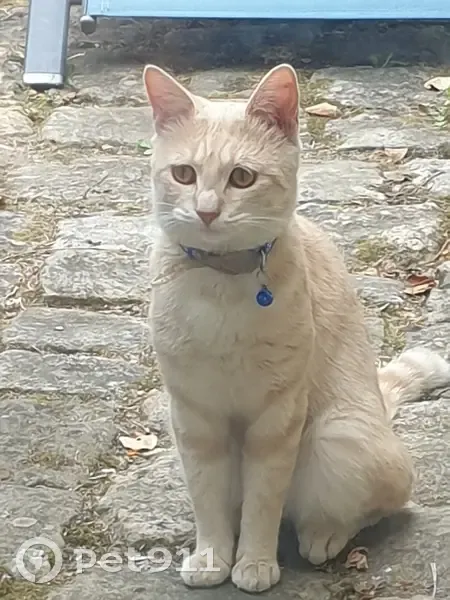Jeune chat sable trouvé Rue du Secretain - photo