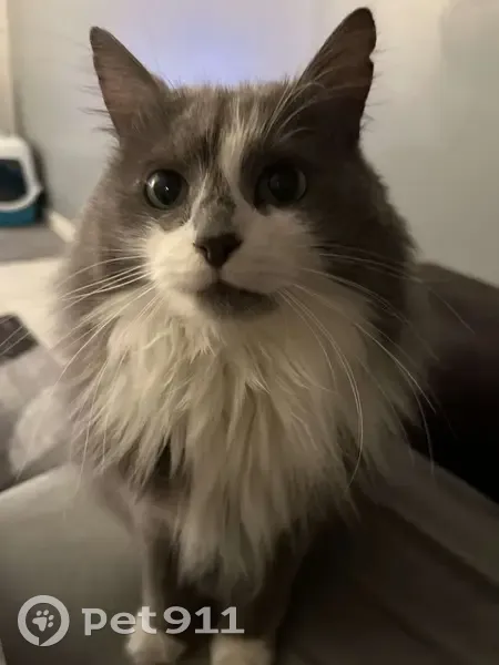 Chat gris et blanc perdu à Elbeuf - photo