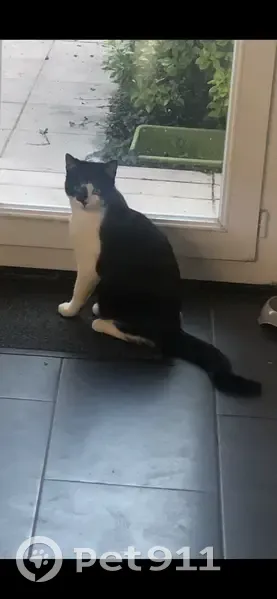 Chat perdu à Brie-Comte-Robert - photo