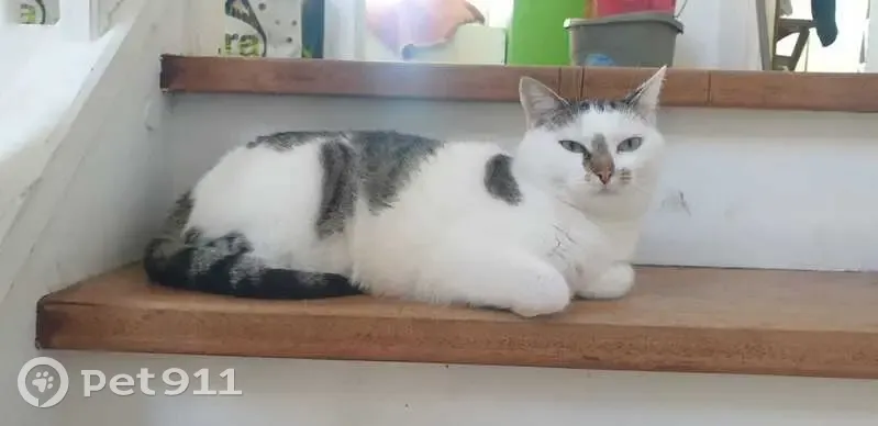 Chat perdu à Igny, Avenue Albert Sarraut 61 - photo