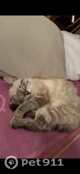Chat disparu à Dunkerque, Rue Thiers 15 - photo