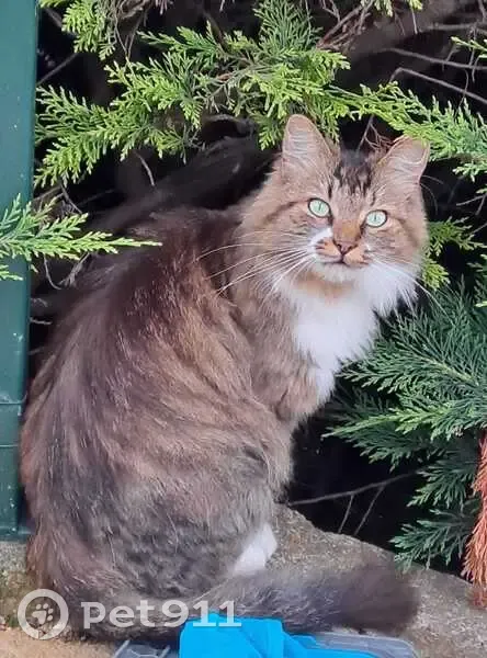 Chat disparu: marron noir blanc, Blanzat - photo
