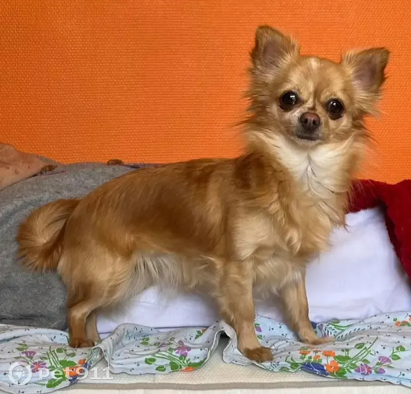Chihuahua beige perdu à Évry-Courcouronnes - photo