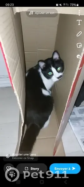 Chat disparu à Dunkerque, Hauts-de-France - photo