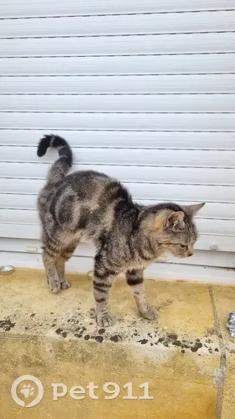 Chat tigré trouvé, femelle, Les Eyzies - photo