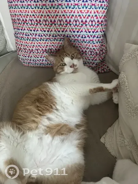 Chat tigré roux et blanc disparu à Bègles - photo