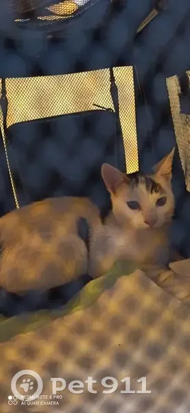 Chat trouvé cherche foyer urgent à Jassans - photo