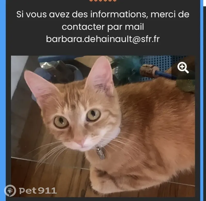 Chat rousse Minette disparue à Authezat - photo