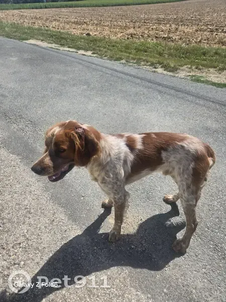 Chien espagnol breton mâle trouvé à La Neuville - photo