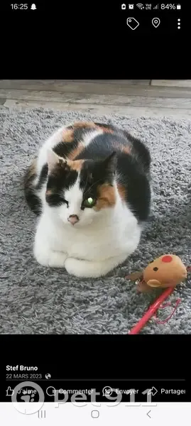 Chat borgne disparu, très peureux, Rue Lefebvre - photo