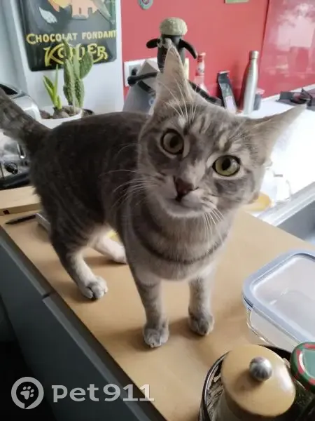 Chatte grise tigrée perdue à Lille - photo