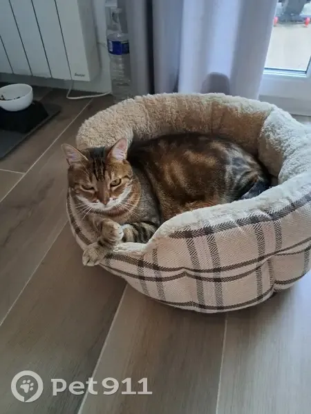 Chat perdu : mâle tigré noir/marron, yeux verts - photo
