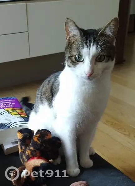 Chatte européenne blanche et grise perdue - photo