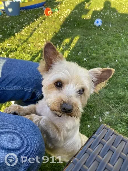 Milo, jeune York beige perdu près de Felletin - photo