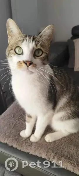 Chat perdu : Marcel, 2 ans, tigré et blanc - photo