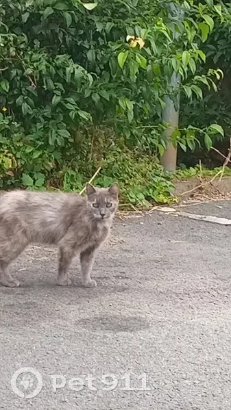 Chat gris affamé trouvé à Croix (Hauts-de-France) - photo