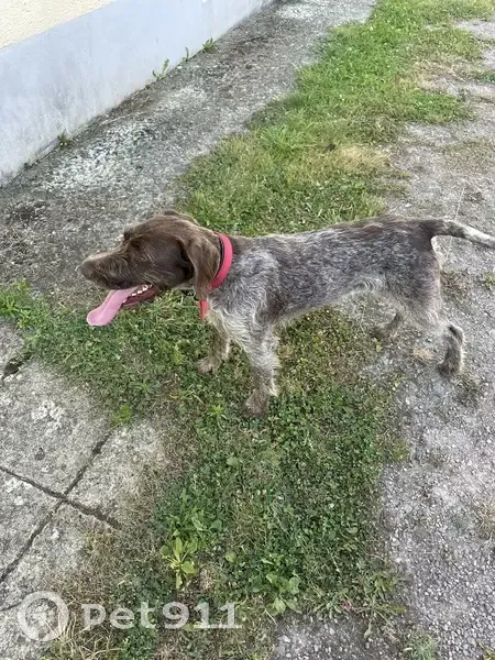Chien trouvé au Hommet-d'Arthenay, D 89 - photo