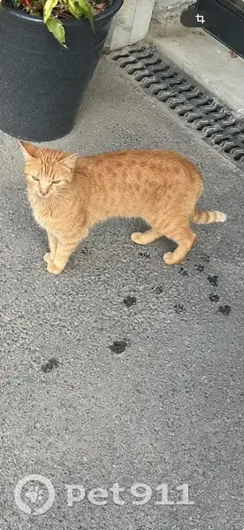 Chat roux sociable trouvé à Laska MGM - photo