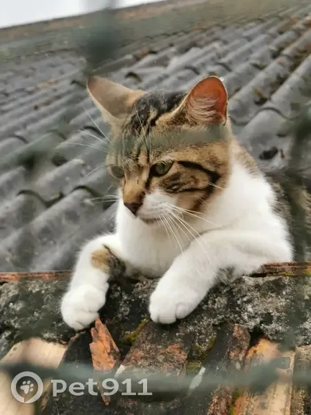 Chat trouvé rue Paul Verlaine, Bordeaux - photo
