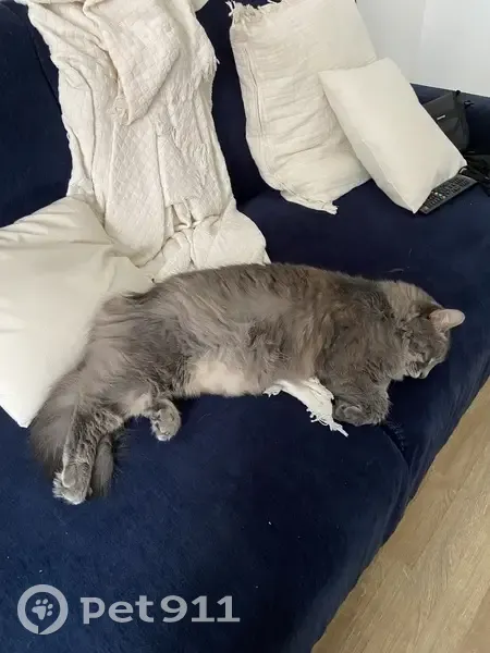 Chat perdu à Alba-la-Romaine : Bibi, 3 ans - photo
