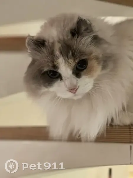 Chat perdu: Narnia, femelle 7 ans, santé fragile - photo