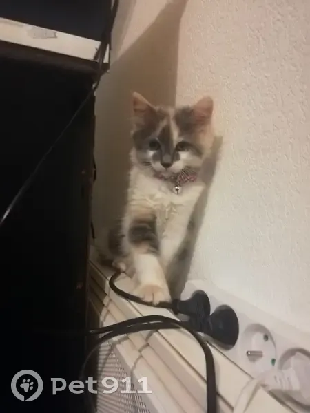 Chat perdu à Pauillac : Thaylie, femelle 3 ans - photo