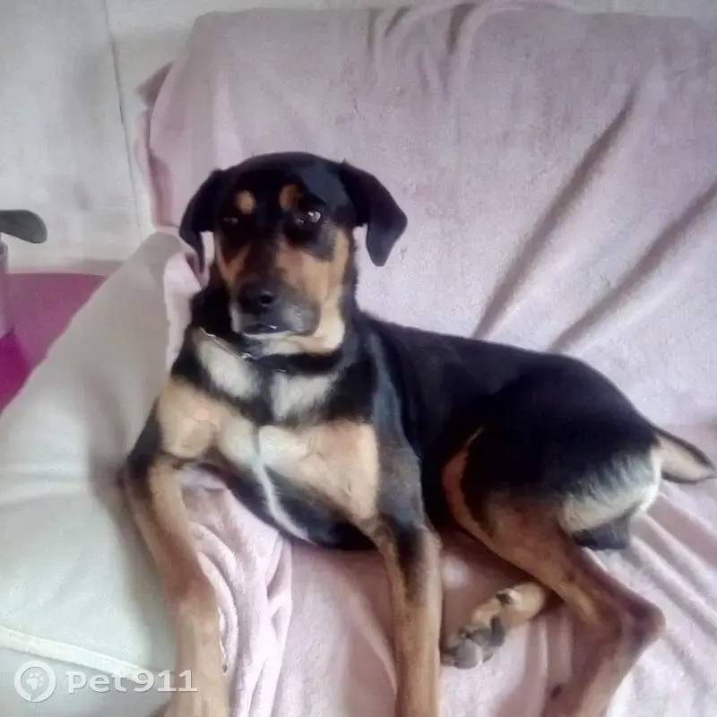 Chien perdu : Croisé beauceron/braque noir et marron - photo
