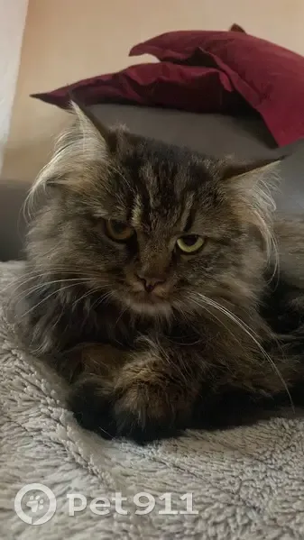 Chat sibérien mâle perdu à Strasbourg - photo