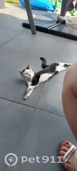 Chaton femelle noir et blanc trouvé à Hulluch - photo