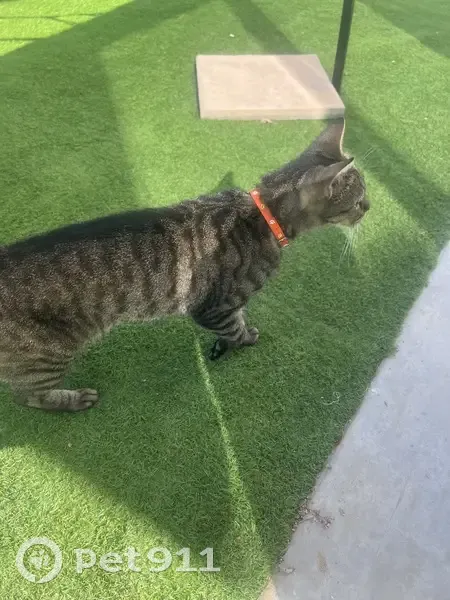 Chat câlin trouvé dans notre jardin à Sète - photo
