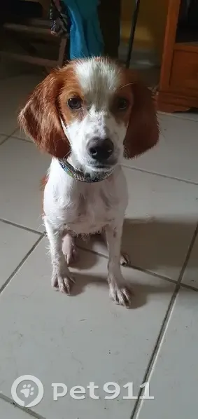 Jeune épagneul breton trouvé à Esparsac - photo