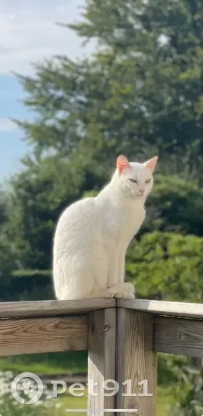 Chat blanc européen 2 ans disparu à Pencran - photo
