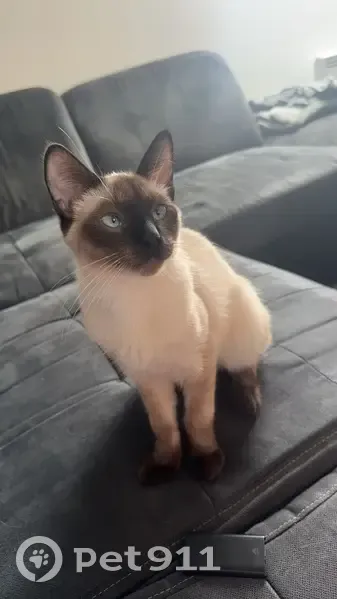 Chat siamois 6 mois perdu, rue Emile Zola, Sens - photo