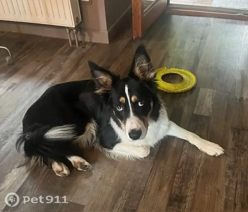 Chien perdu: Border Collie mâle, Marlenheim - photo