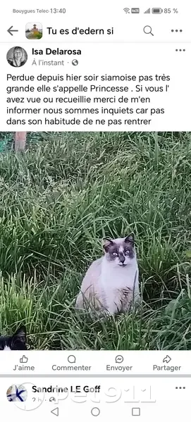 Chatte siamoise perdue, résidence du Puits - photo