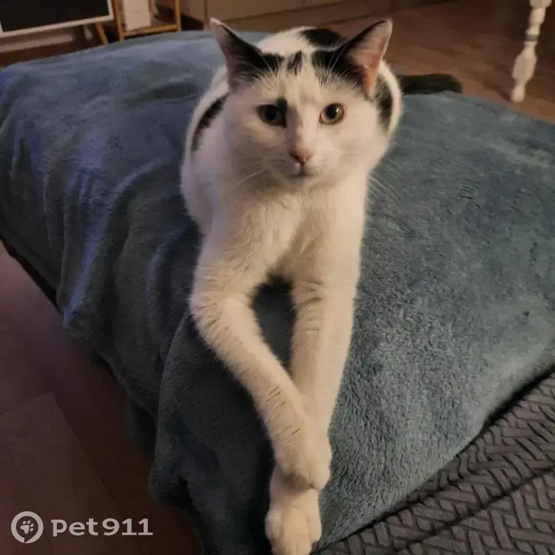 Chat européen mâle blanc/noir perdu à Beautor - photo
