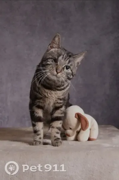 Chat tigré mâle perdu, œil gauche manquant - photo