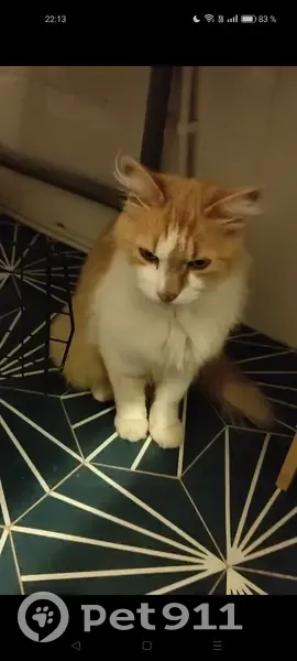 Chat trouvé sur aire d'autoroute en Bourgogne - photo