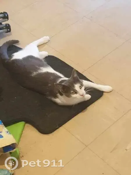 Chatte Biby disparue à Châteaulin - photo