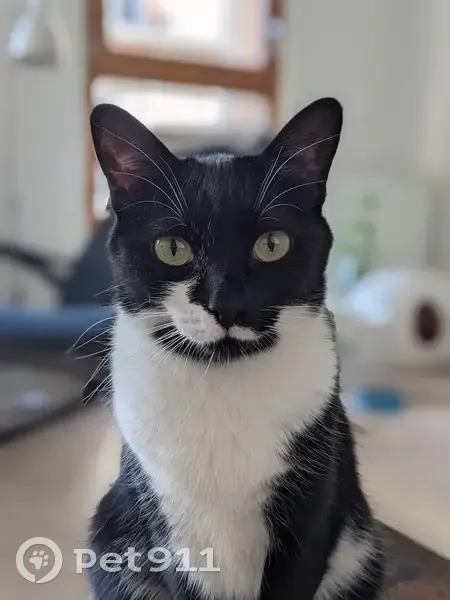Chatte pucée disparue à Montreuil - photo