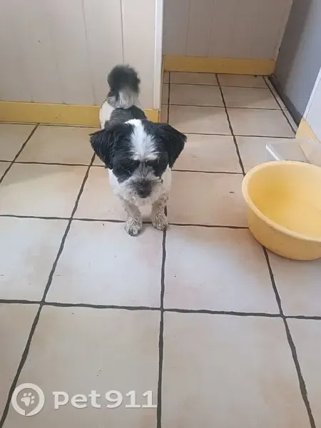 Chien croisé bichon trouvé à Plestan - photo