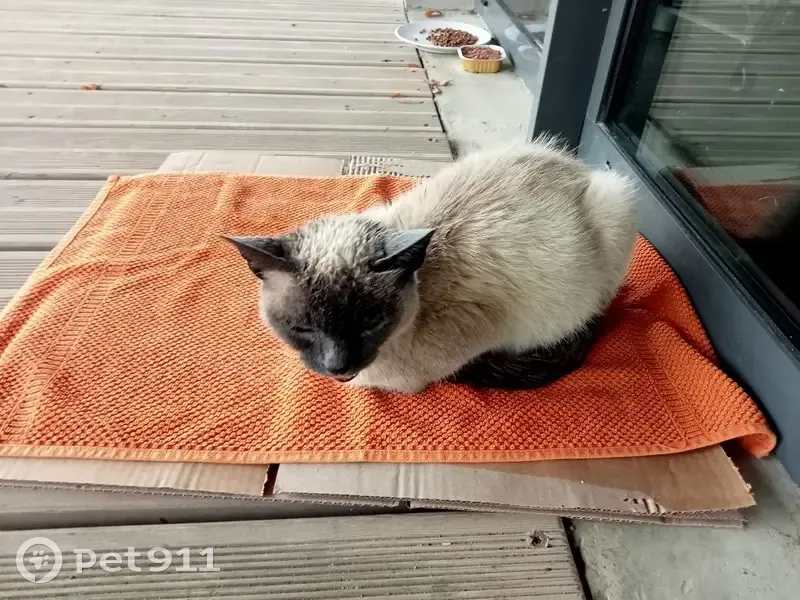 Chatte siamoise trouvée à Nailloux, soins urgents - photo