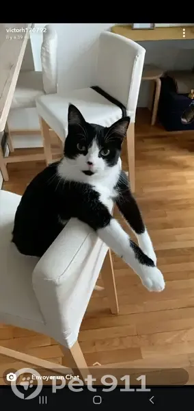 Chat européen disparu à Tours Centre - photo