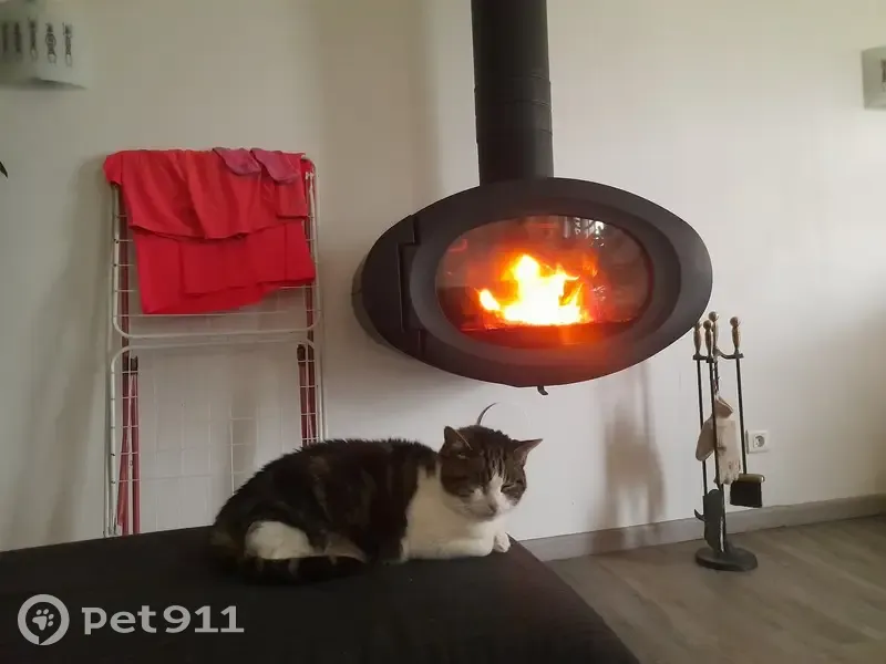 Chatte aveugle de 15 ans disparue à La Roche - photo