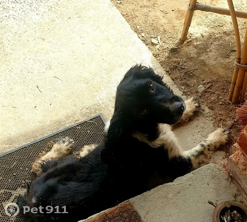 Chienne trouvée mal en point à Castelsarrasin - photo