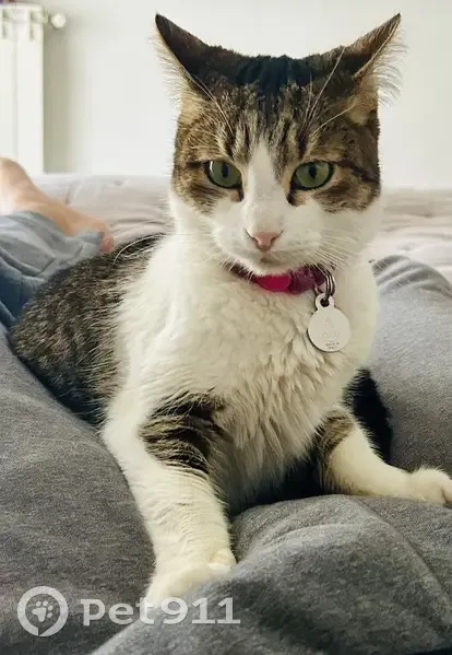 Chat perdu à Golfe-Juan : Aidez-nous ! - photo