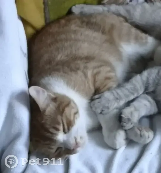 Chat roux disparu à Montélier - photo
