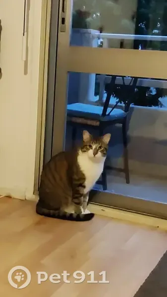 Chat Marcel perdu mercredi soir à Lyon - photo