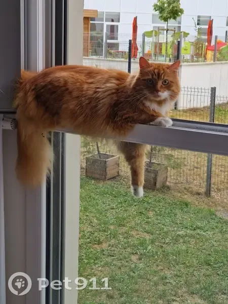 Chat roux et blanc perdu à Évry-Courcouronnes - photo