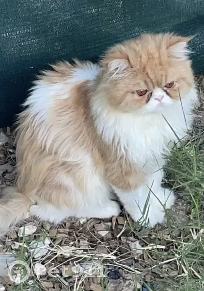 Chat mâle blanc et roux perdu à Perpignan - photo